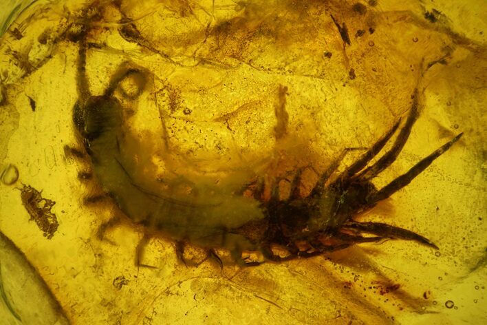 Detailed Fossil Centipede (Chilopoda) In Baltic Amber #159788
